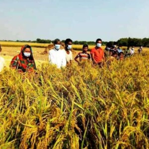 মালশিরা ধান