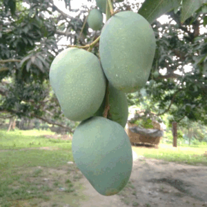 গোপালভোগ আম