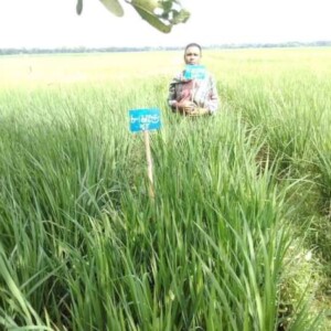 মালশিরা ধান