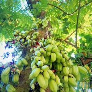 বিলিম্বি ফল