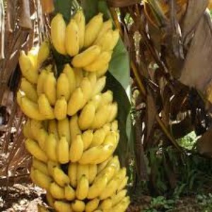 চিনিচম্পা কলা