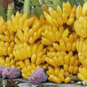 সরবি কলা