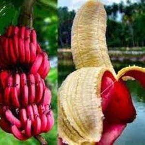 অগ্নি সাগর কলা