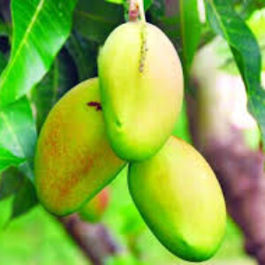 লক্ষণভোগ আম