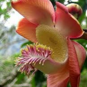 নাগলিঙ্গম গাছ