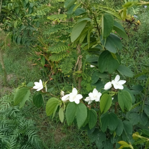 কাঞ্চন ফুল