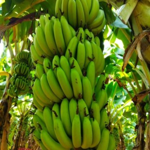 G9 Banana